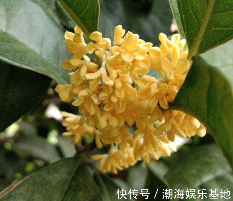 12个月各有各的花神,你出生在几月,你的花神就是它