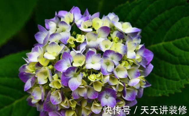 扦插|趁热快进行扦插，以下花扦插正当时，养护到位，生根发芽没问题