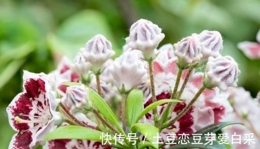柳桃|家中什么样的花不能养？理由是什么？想知道的了解一下