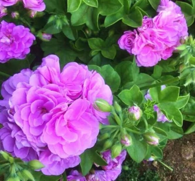 正月二十九，家中种4种“富贵花”，人见人夸，一年四季开花不断