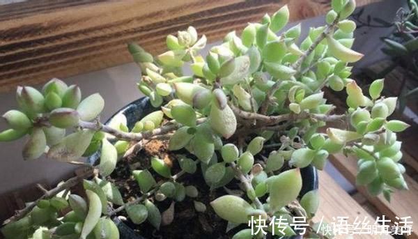 福娘|新人肉友慎入的这几款多肉，你了解多少，知道为什么吗？