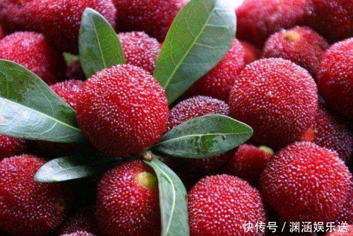 下肢|你以为杨梅只是一种水果,其实它也是一种平复蚯蚓腿的中药!