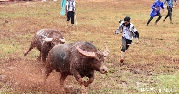 一身肌肉|为何人类每天吃肉,但却很难长肌肉,而牛只吃草却拥有一身肌肉?