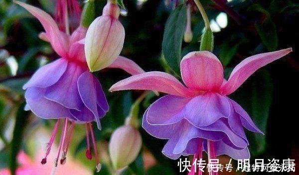 根壮|路边捡一把扔到花盆里,土壤肥的流油,根壮不腐烂,3年不用换土