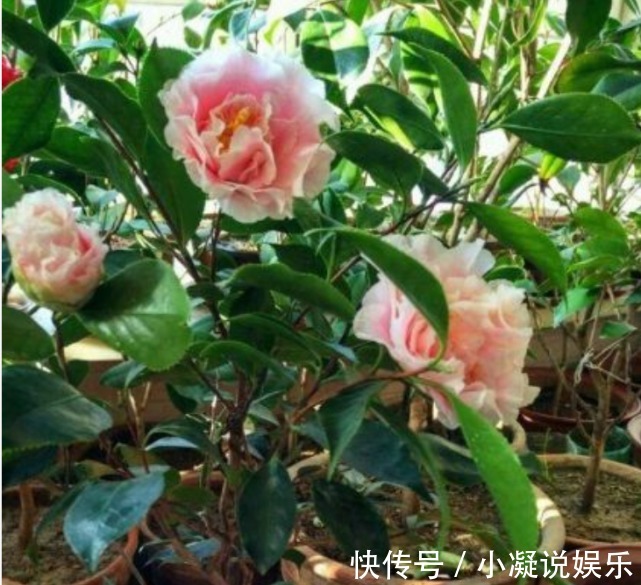 茶花|1种花,比牡丹还美,比绿萝还好养,棵棵开满枝头!