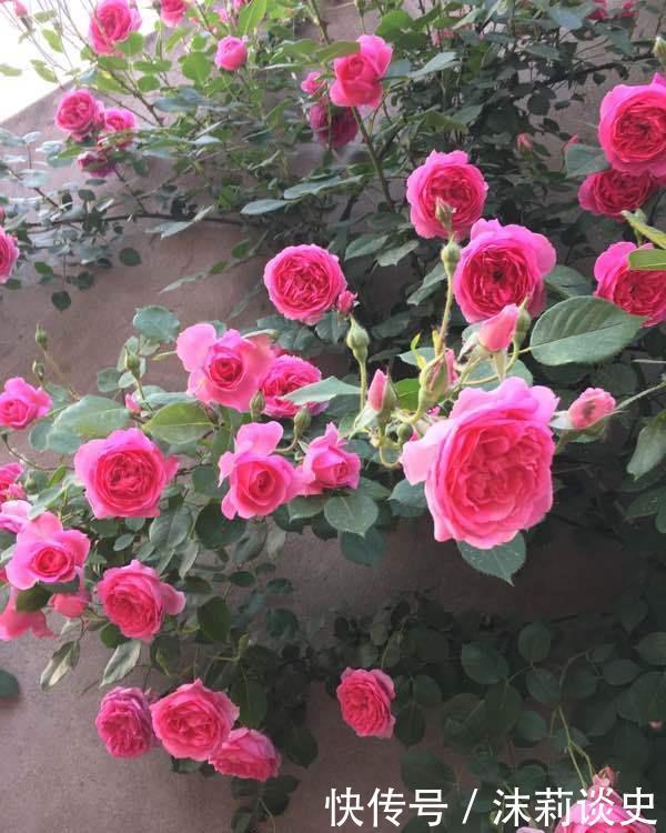  绚丽多彩|4种花被称为花界大美女，绚丽多彩，花香优雅