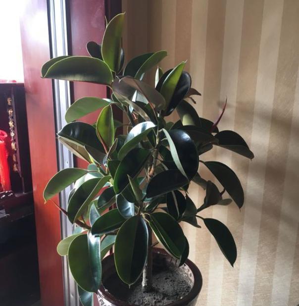 这东西“家家有”,给橡皮树埋花盆里,橡皮树疯长,叶片大又亮