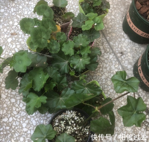 铁线莲|4种“漂亮花”,最好买小苗,2个月就开爆,比买大苗划算多啦