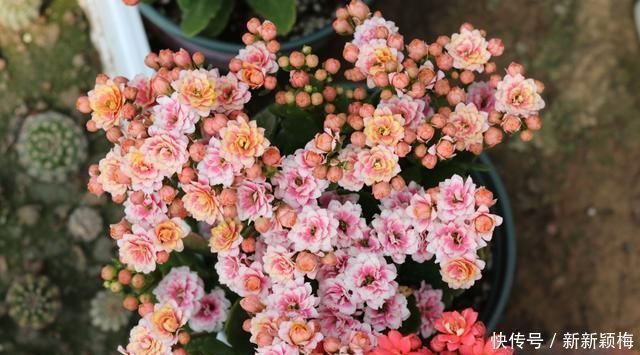 太阳花|6种花不能长太高,长高就得剪,因为越矮开花越多,越矮越漂亮