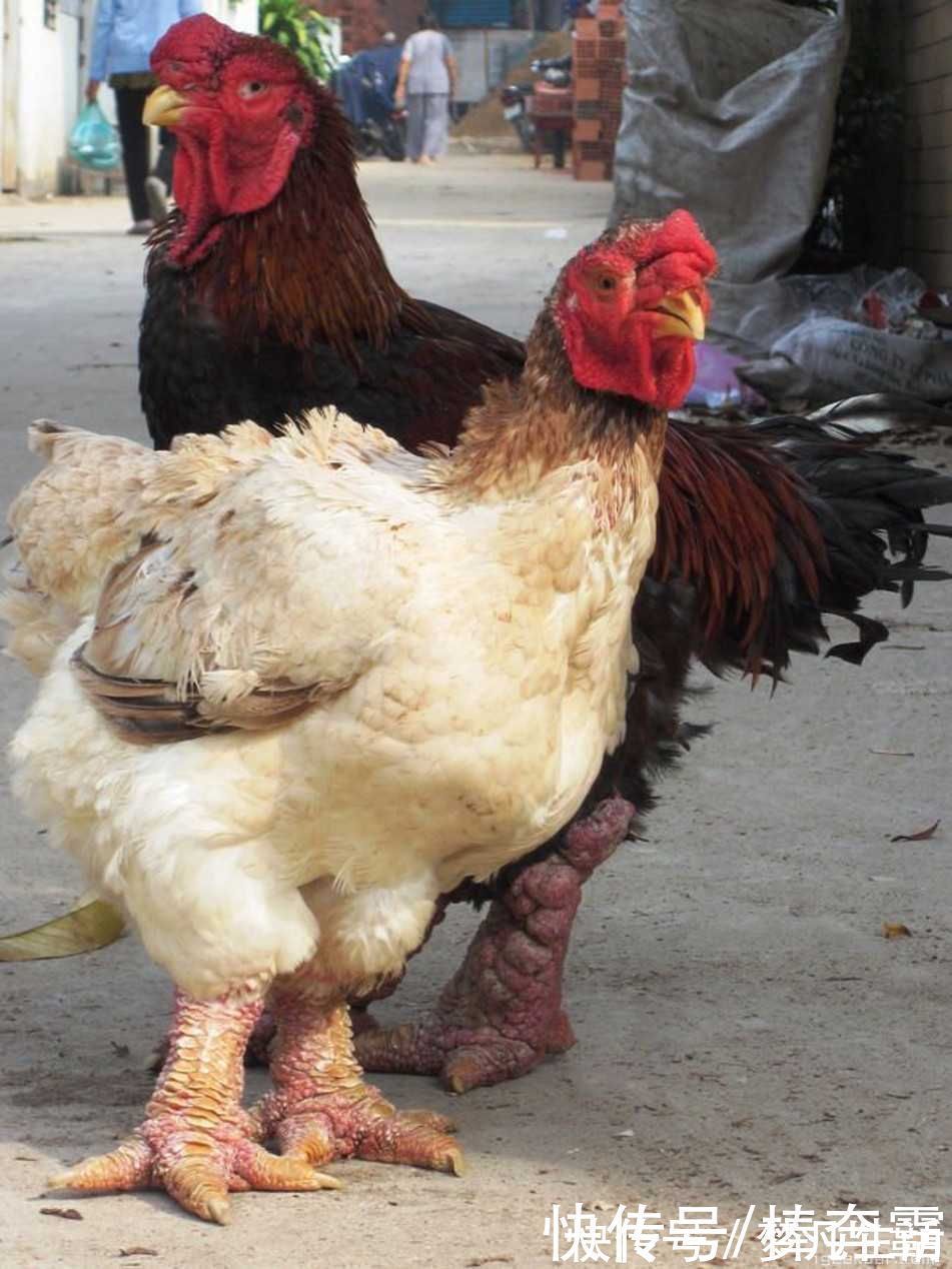 曾是王室贡品,鸡腿如手腕粗细,一对鸡腿一千多,吃货:下不了嘴