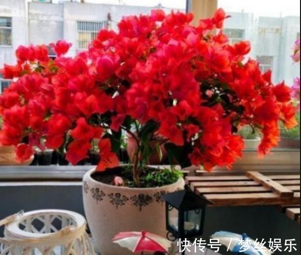 此款花卉,花艳易爆盆,全年开花不断,花开美观又大气