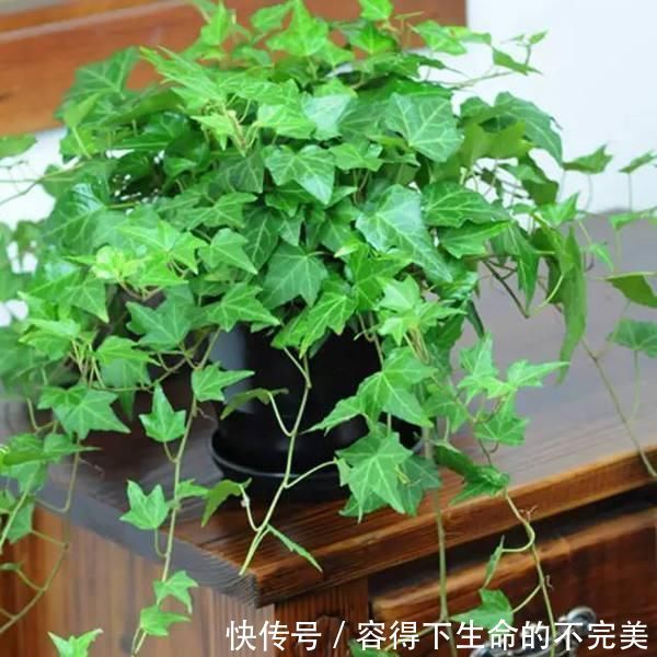 甲醛|养这4盆花,在家吸烟也不怕,二手烟吸光光,空气清新,一家健康