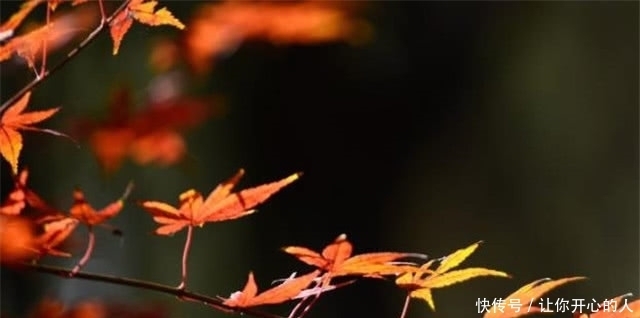 动人|绝美秋词:含蓄动人,意蕴无穷的相思枫叶丹