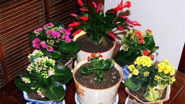 叶片|长寿花,蟹爪兰夏天要“静养”,扔在一边少管它,反而易度夏