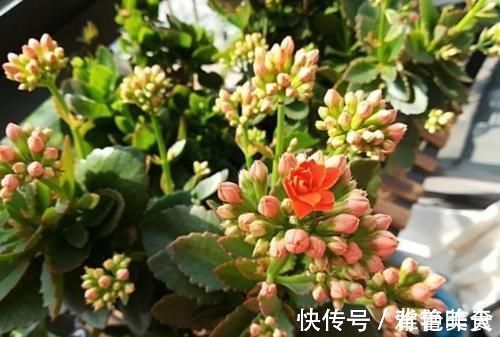 冬天养长寿花,用3个小方法催催花,花团锦簇,色泽鲜艳