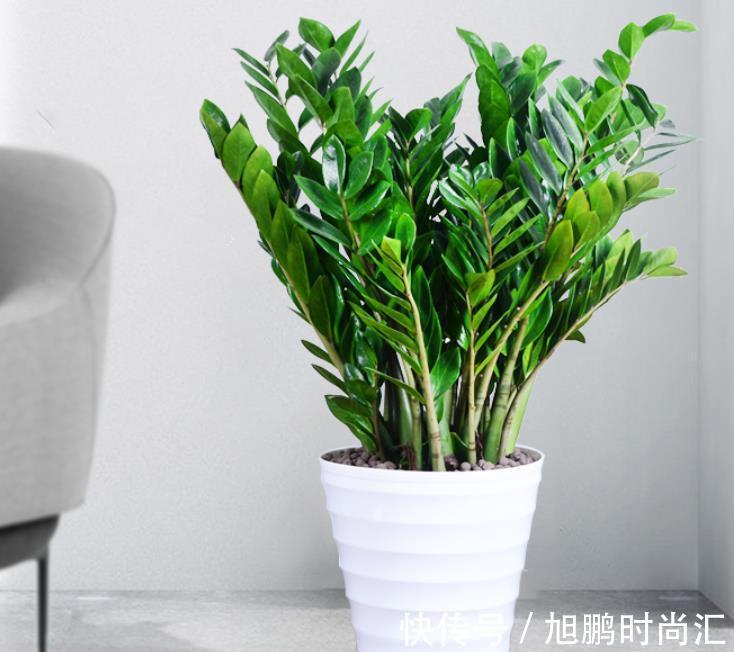 三种花喜欢“暗环境”,别放在阳台养护,容易黄叶枯枝