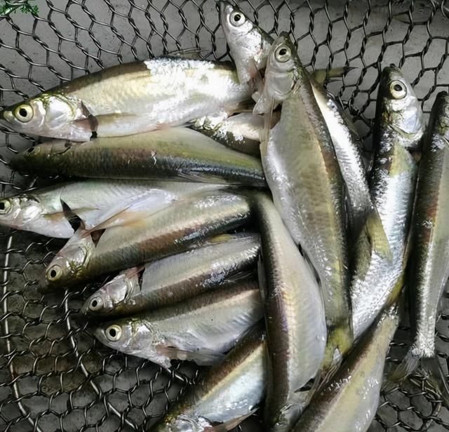 买鱼时,内行人专挑这3种海鱼买,无法人工养殖,肉质鲜嫩还便宜