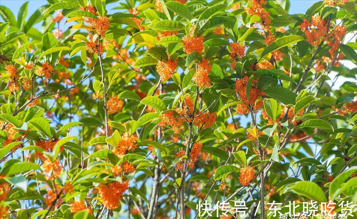 六种“长寿花”，越老越值钱，花开富贵，越养越精贵