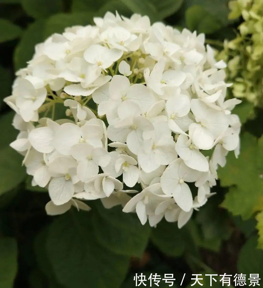 花友|夏天室内光不好，就养2种耐荫花，皮实好养开花多