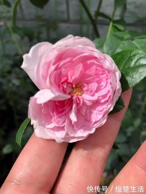 好看的“无刺月季”颜值担当,不被“狼牙棒”扎到手