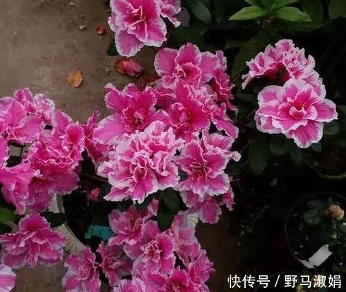 黄叶|想要酸性土养花该怎么弄兑点它们，喜酸植物不再黄叶掉花苞