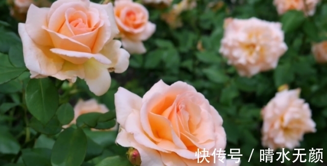 桃花朵朵|9月中旬起，桃花朵朵，好运盈门，爱情事业双丰收，生活幸福美满