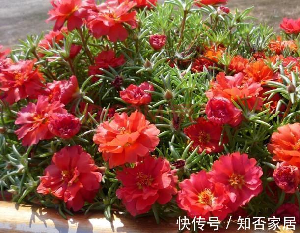 路边看到“三种花”,掰些枝埋土里扦插,“天气热”还有利于生根