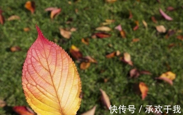 锦霞&千山暮雪无言叙,独客西风入梦游。浅秋寄语