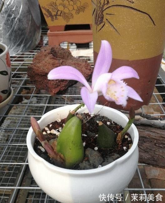 5种罕见植物，只长一片叶子一根茎，价值却很珍贵早看早知道