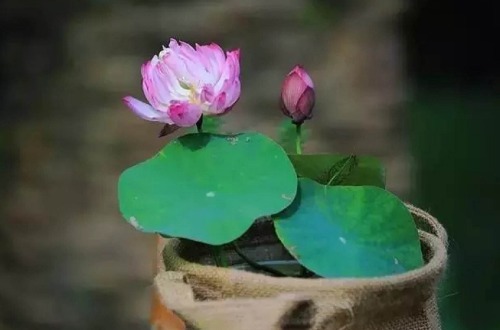 碗莲花儿惹人爱,掌握以下技巧,现在播种,夏天开花不是问题