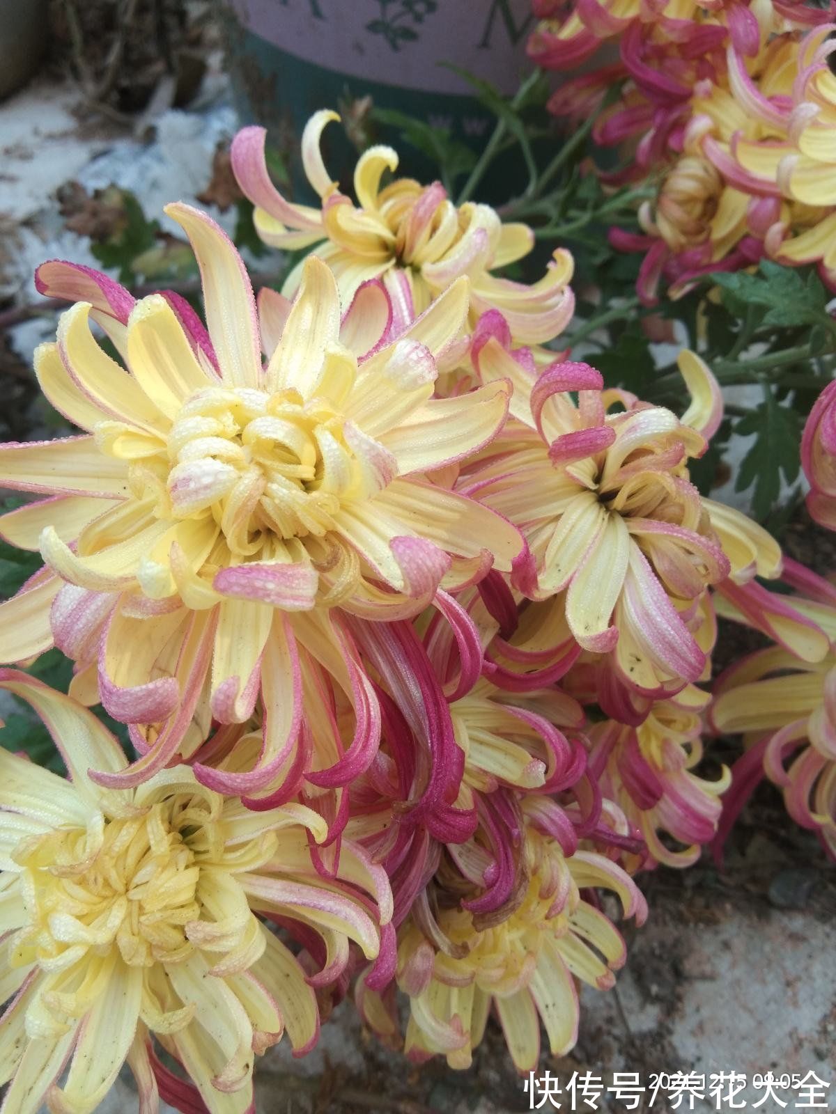 明明是传统名花,婆婆却极力反对养,说是太晦气