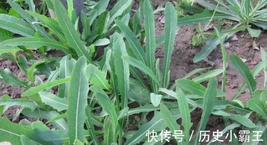 香椿|如果将来只能吃野菜充饥，这6种野菜只能选一种，你会选啥？