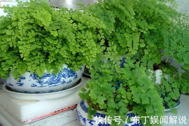 招财树|4种“吸毒花”,再贵也要养一盆,尤其第三种,让家人更健康!