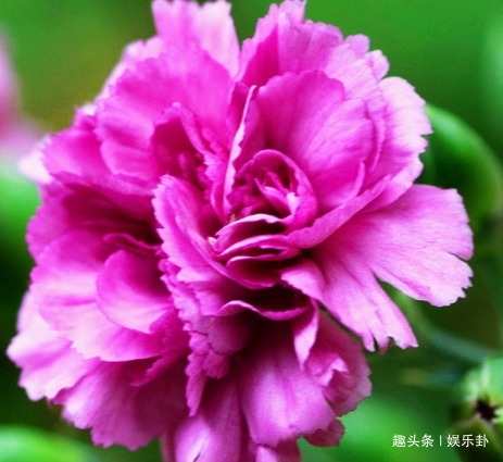 此花代表了爱与关怀,不求代价默默付出,永远值得歌颂