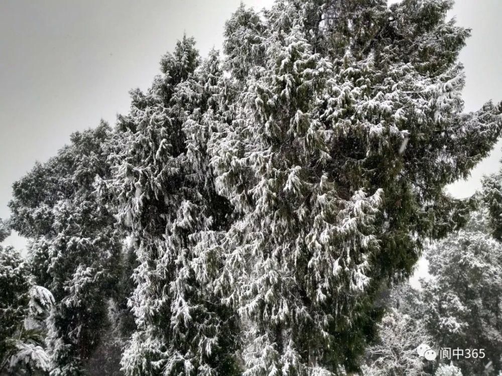 妙高镇金城山雪景图