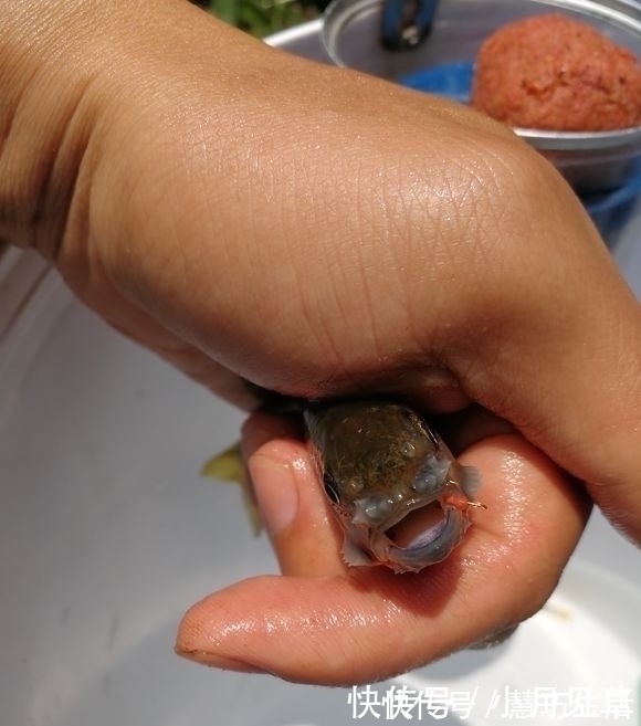 河道禁采砂后,一群桃花鱼迅速繁殖,数量极多,这是什么鱼