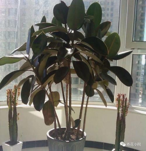 养橡皮树，春天“剪一刀”，侧枝长得多，树形更美观