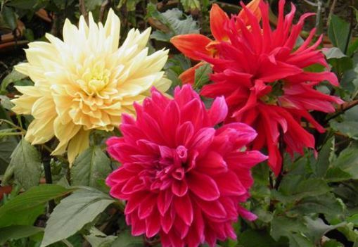 养花,不妨养这四款花,一养就“花开满盆”,漂亮又好养活!