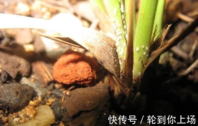 兰花|兰花出现粉虱,千万不能病急乱投医,不然会造成兰花枯死了!