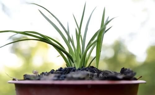 营养土的自制方法，兰友说：这样就简单了，明天开始做