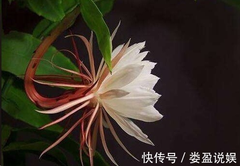 长寿花|别再浪费钱买花了，这些花掰片叶子就能长一大盆，省下好多钱！