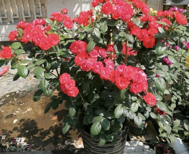 什么“养花肥”,都不如“它”,腐熟后浇君子兰、月季,开出花!