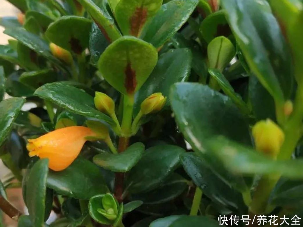 7种“落地生根”花，春天多插几棵，成活率特别高