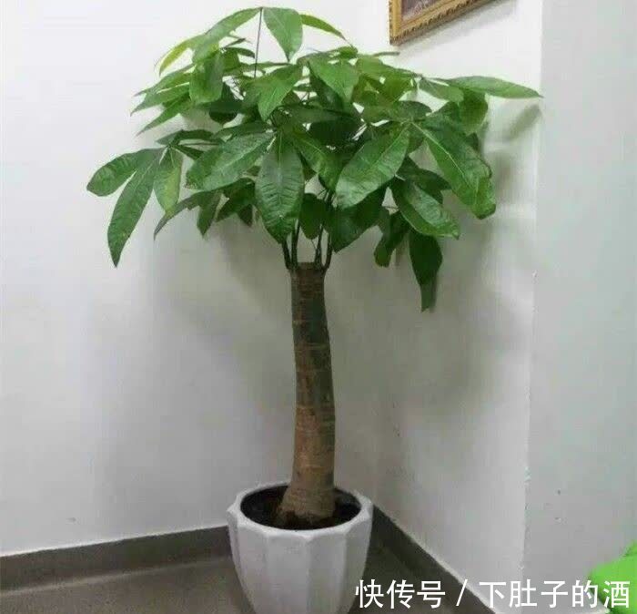 吊兰|建议爱花人：4种花，加起来不超百元，却有好寓意