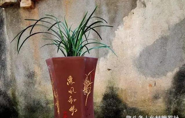 兰花通风的真正作用，烂根、腐苗、花苞霉变，都与之有关