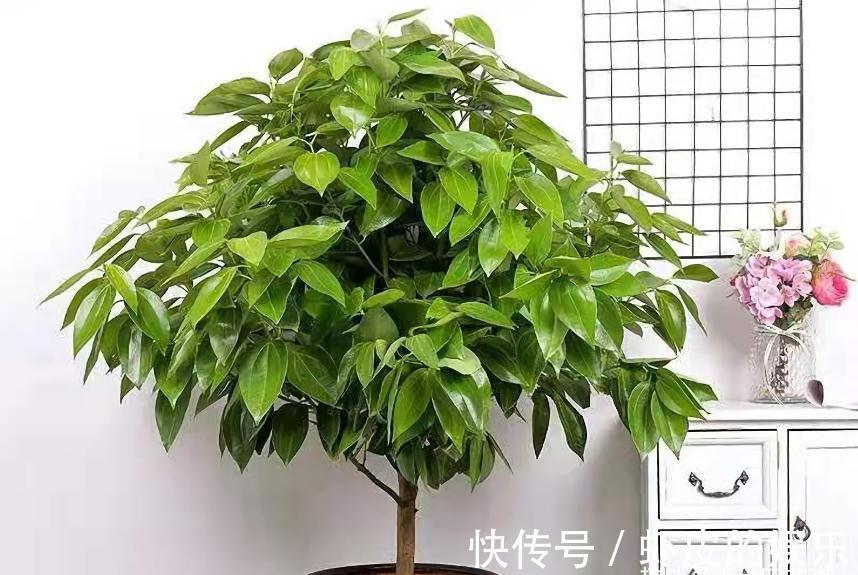 家里养花,不妨从“5福4财”中选,好养好寓意,好看又吉利