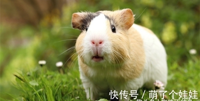 24个冷知识:或许只有少数人知晓,无用但有趣的猎奇知识