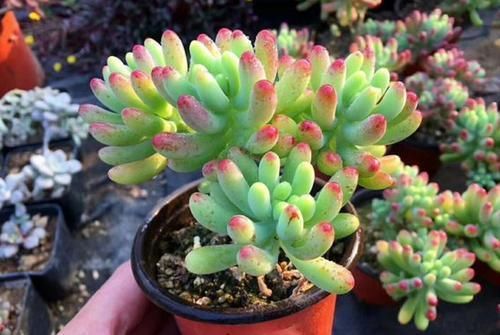 养多肉乙女心，掌握几个要点，长成果冻色小老桩，好像娇羞少女！