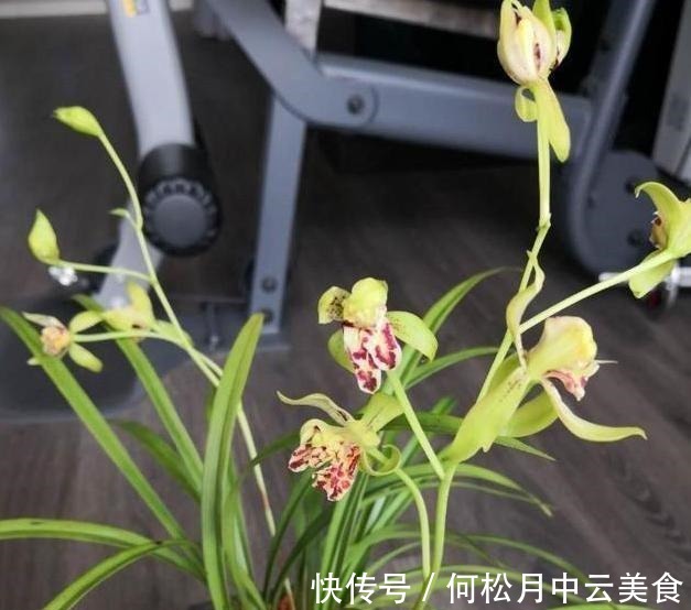 兰香|拜拜了桂花，此建兰被誉为“活香水”，家中摆一盆，轻松香飘满屋！