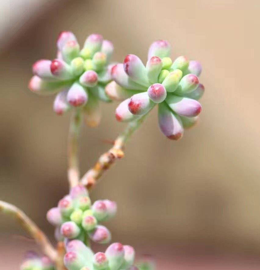 多肉植物度夏,有3招,到了秋天就变美,颜值更高了